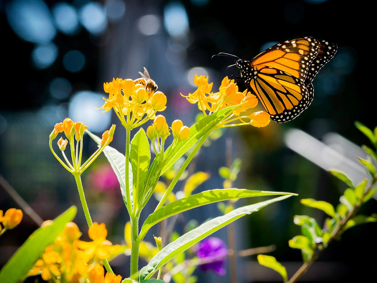 Pollinator's Delight | Flower Seed Grow Kit