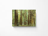 Muir Woods Meditative Morning Magnet