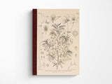 Tomitaro Makino: Hobonichi Graph Notebook A5 - Yamazakura